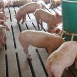 SWINE INVENTORY