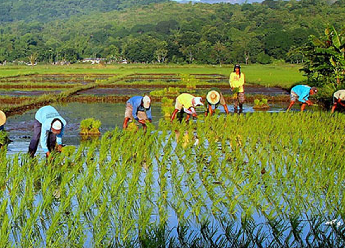 palay