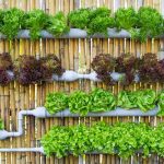 VERTICAL GARDENING