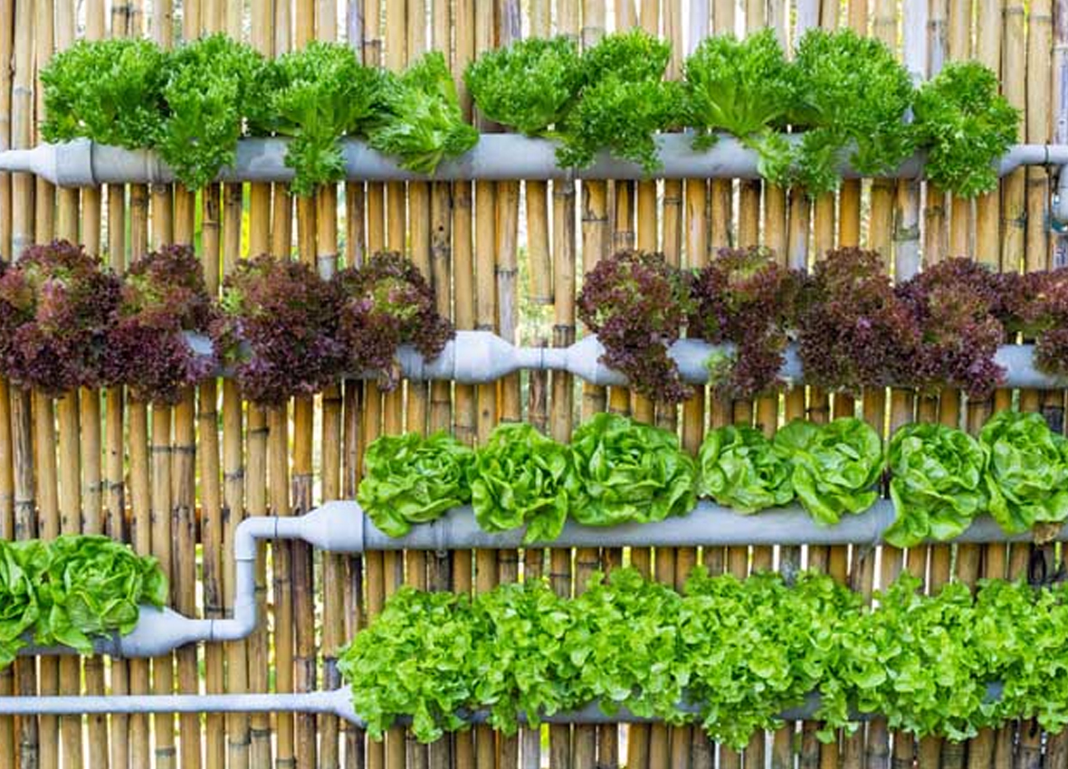 VERTICAL GARDENING